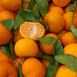 Sweet Tangerine Plant, Sweet Citrus Fruit Tree, 1-2 Ft Tall in Gallon Pot