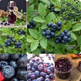 Black Huckleberry Bush Live Plant, Berry Shrub, 3-5 Inch Tall, 4 Inch Pot