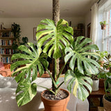 Thai Constellation Monstera Live Plant, 4-6 Inch Tall, Rare Indoor Plant