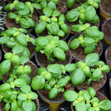 Sweet Basil Plant Live, Kitchen Garden Herb, 4 Inch Pot