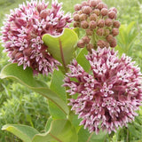 2 Purple Live Milkweed Plants, Patio Container Plant, 4-6 Inch Tall
