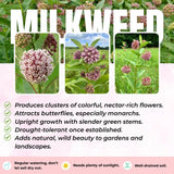 2 Broadleaf Butterfly Milkweed Plants Live, Flowering Plant, 4-8 Inch Tall