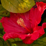 2 Cranberry Hibiscus Plants Live, Hardy Hibiscus Flowers, 4-6 Inch Tall