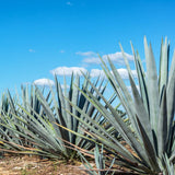 Blue Agave Succulent Live Plant, Yard Landscape Plant, 4 Inch Pot