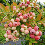 2 Pink Lemonade Blueberry Live Plant, Backyard Berry Bush, 4-6 Inch Tall