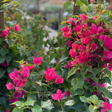 2 Magenta Red Bougainvillea Plants Live, Garden Plant, 5-7 Inch Tall