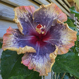 Purple Hibiscus Live Plant, Live Starter Plant, 5-7 Inch Tall