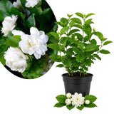 Jasmine Vine Live Plant, Flower Vine, 8-10 Inch Tall, 3.5 Inch Pot