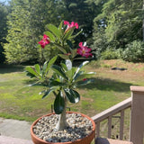 Pink Desert Rose Live Plant, Garden Plant, 4-6 Inch Tall