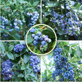 2 Misty Blueberry Bushes Live Plants, Edible Fruit Plant, 4-6 Inch Tall