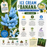 Ice Cream Banana Tree Live Plant, Home Garden Plant, 4-6 Inch Tall