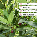 Bay Leaf Tree Live Plant, Bay Laurel Herb, 8-10 Inch Tall