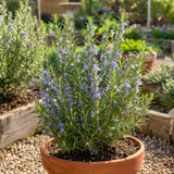 Live Rosemary Plant, 4 Inc Pot, Fragrant Herb Plant, 5-8 Inch Tall