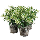 Set of 3 Fragrant Night Blooming Jasmine Plants Live,