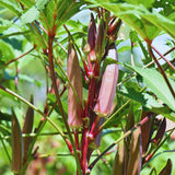2 Red Okra Plants Live, Backyard Garden Seedling, 5 Inch Tall