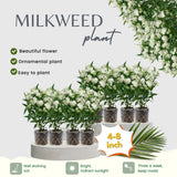 2 White Milkweed Live Plants, Asclepias Tuberosa Plant 4–6" Tall