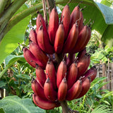 Red Banana Plant, 4-6 Inch Tall Tropical Banana Tree