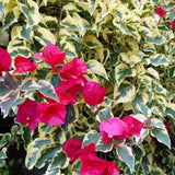 Red Desert Rose Live Plant 4-7 Inches Tall