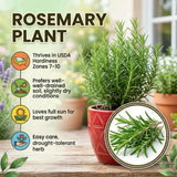 Live Rosemary Plant, 4 Inc Pot, Fragrant Herb Plant, 5-8 Inch Tall