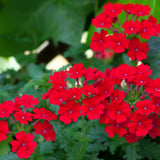 4 Mixed Verbena Live Plants