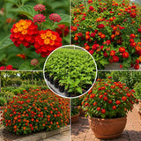 2 Red Lantana Plants Live, Hardy Flowering Perennial, 4-6" Tall