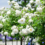 Climbing Rose Plant Live, Reblooming Rose Bush, 2-3 Inch Tall