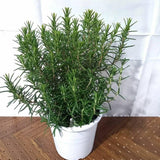 Rosemary Plant Live, Outdoor Garden Herb Plant, 4-6 Inch Tall