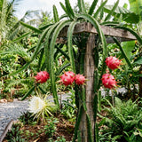 2 White Dragonfruit Live Plants, Dragon Fruit Live, 3-6 Inch Tall