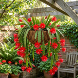 2 Red Epiphyllum Plants Live, Well-Rooted Orchid Cactus