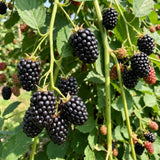 2 Triple Crown Black Berry Live Plants, Indoor Outdoor Plant, 4-6 Inch Tall