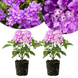 2 Purple Lantana Live Plants, Hanging Basket Flower, 4-6 Inch Tall