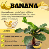 Dwarf Cavendish Banana Tree Live Plant, Home Garden Plant, 4-6 Inch Tall