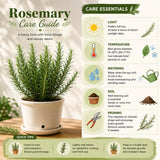 Live Rosemary Plant, Fragrant Culinary Herb Plant, 4-7 Inch Tall