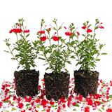 3 Red White Sage Plants Live, 5 Inch Tall