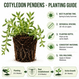 Cotyledon Pendens Live Plant, Cliff Cotyledon Plant, 2 Inch Pot