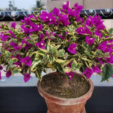 2 Variegated Purple Bougainvillea Live Plants, Garden Plant, 5-7 Inch Tall