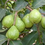White Guava Tree Live Plant, Starter Fruit Plant
