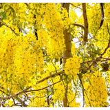 3 Yellow Cassia Live Plants, Patio Garden Tree, 4-7 Inch Tall