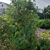 2 Sweet Large Black Berry Plants, Blackberries Bush, 4-6 Inch Tall
