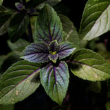 2 African Blue Basil Plants Live, 3-6 Inches Tall