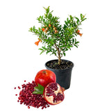 Live Pomegranate Plant, Fruit Tree, 8-10 Inch Tall, 4 Inch Pot