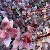 2 Purple Alternanthera Live Plants, Hardy Garden Plant, 4-6 Inch Tall