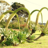 Attenuata Agave Live Plant, Warm Climate Succulent, 4 Inch Pot