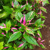2 Pink Green Alternanthera Plants Live, Starter Plant, 4-6 Inch Tall