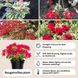 Red Desert Rose Live Plant 4-7 Inches Tall