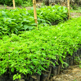 Moringa Oleifera Live Plant, Outdoor Garden Herb Tree, 4-6 Inch Tall