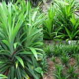 Pandan Herb Live Plant, Well-Rooted Herb Plant, 4-8 Inch Tall
