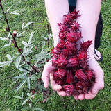 25 Heirloom Red Hibiscus Roselle Seeds, Home Garden Plant