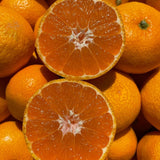 Live Satsuma Mandarin Citrus Tree, Orange Fruit, 1-2 Ft Tall, Gallon Pot