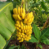 Dwarf Cavendish Banana Live Plant, 4-6" Tall Dwarf Banana Tree